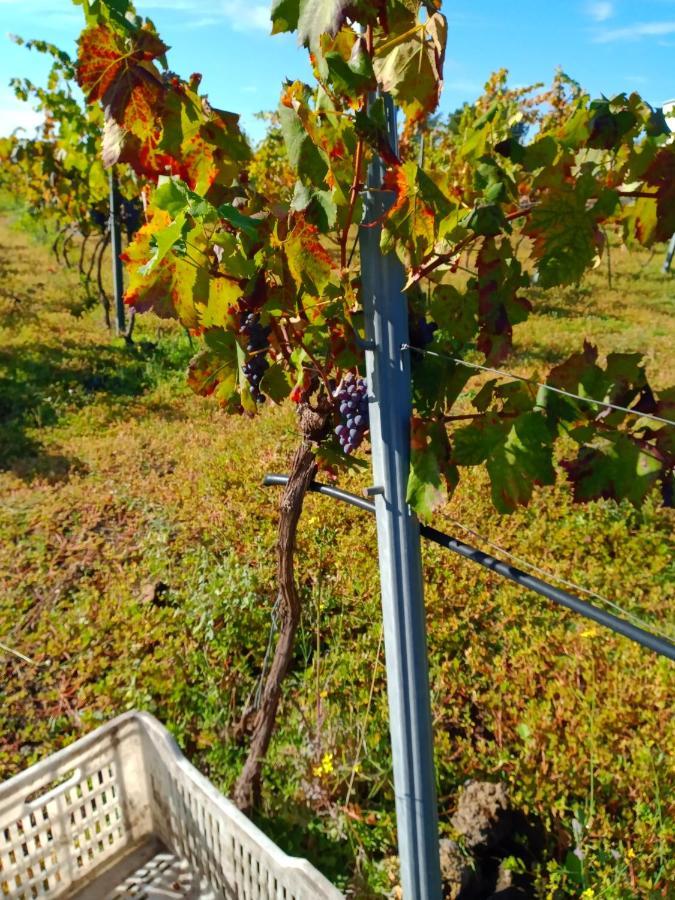 Etnasentieri Wine House On Etna Mount Belpasso Exterior foto
